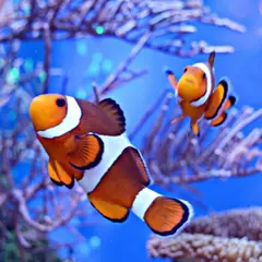 Billet pour l'Aquarium Oniria