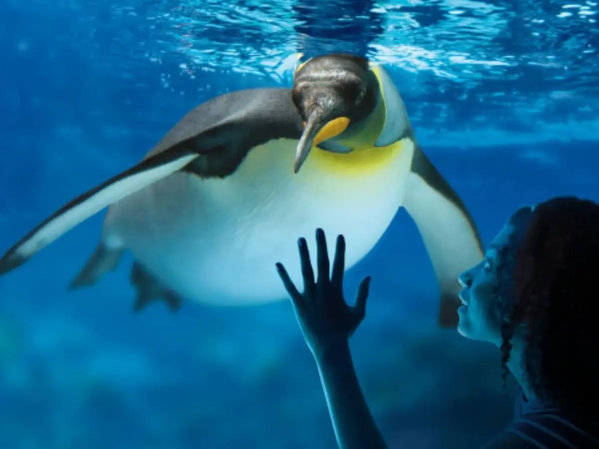 Billet pour l'Aquarium Sea Life Val d'Europe (77)