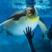 Billet pour l'Aquarium Sea Life Val d'Europe (77)