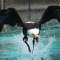 Billet pour l'Aquashow (29)