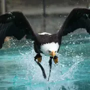 Billet pour l'Aquashow (29)