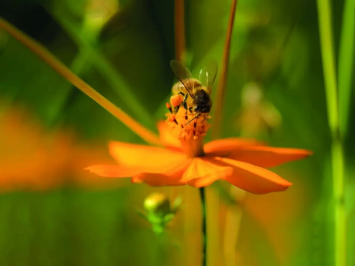 Billet pour l'Arboretum de Versailles-Chèvreloup (78)