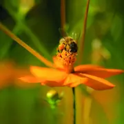 Billet pour l'Arboretum de Versailles-Chèvreloup (78)