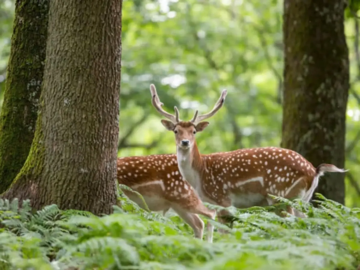 Billet pour l'Espace Rambouillet à Sonchamp (78)