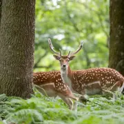 Billet pour l'Espace Rambouillet à Sonchamp (78)