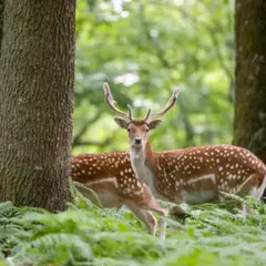 Billet pour l'Espace Rambouillet à Sonchamp (78)