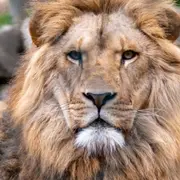 Billet pour l'Espace Zoologique Saint-Martin-la-Plaine (42)