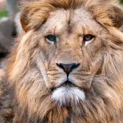 Billet pour l'Espace Zoologique Saint-Martin-la-Plaine (42)