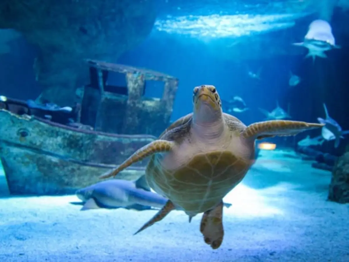 Billet pour l'Océarium du Croisic (44)