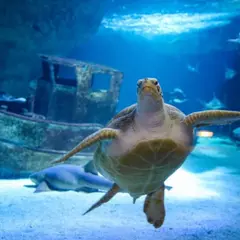 Billet pour l'Océarium du Croisic (44)