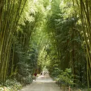 Billet pour la Bambouseraie en Cévennes près de Nîmes (30)