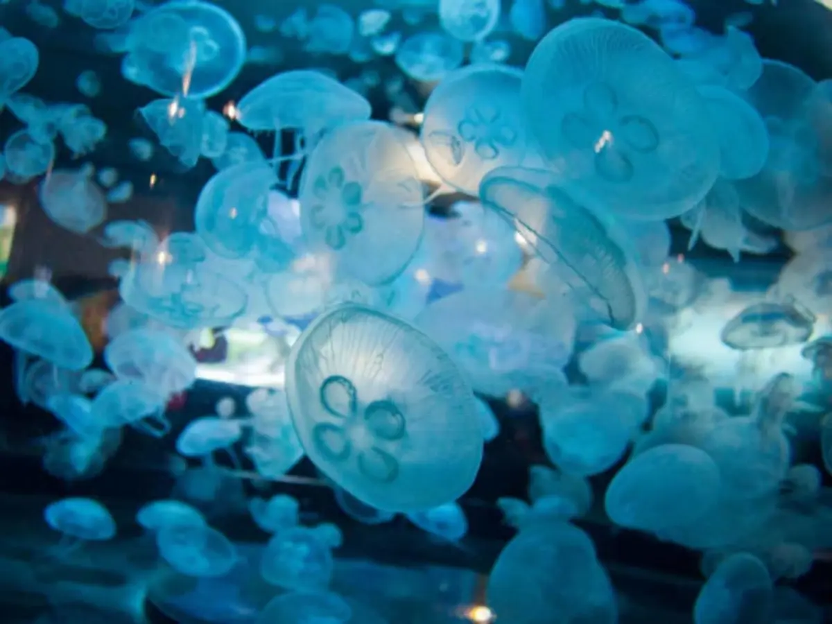 Billet pour La Cité de la Mer (50)