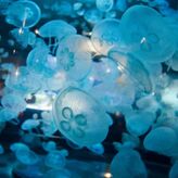 Billet pour La Cit&eacute; de la Mer (50)