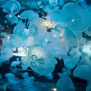 Billet pour La Cité de la Mer (50)