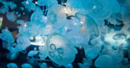 Ce week-end &agrave; Cherbourg-en-Cotentin : les meilleures id&eacute;es sorties du 12 au 14 juin 2026