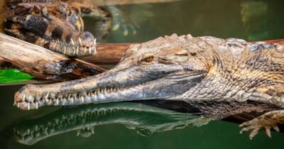 Billet pour la Ferme aux crocodiles &agrave; Pierrelatte (26)