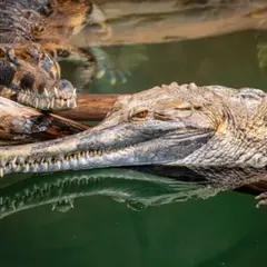 Billet pour la Ferme aux crocodiles à Pierrelatte (26)