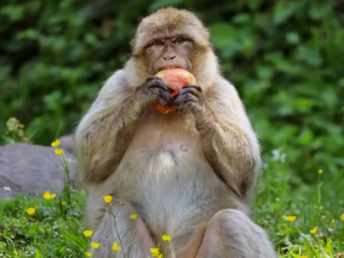 Billet pour la Montagne des Singes à Kintzheim (67)