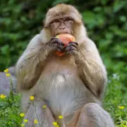 Billet pour la Montagne des Singes à Kintzheim (67)