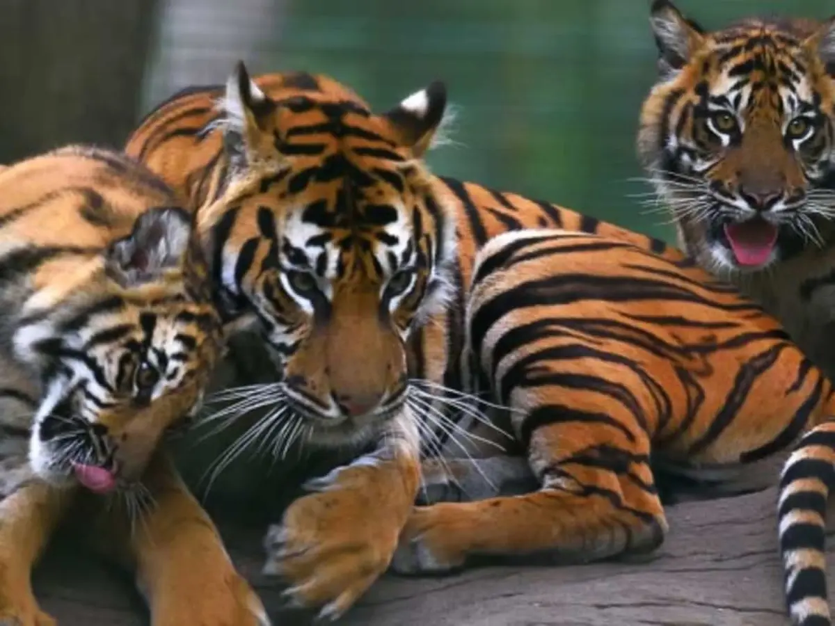 Billet pour la Réserve zoologique de la Haute-Touche (36)