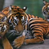 Billet pour la R&eacute;serve zoologique de la Haute-Touche (36)