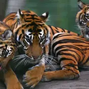 Billet pour la Réserve zoologique de la Haute-Touche (36)