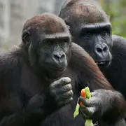 Billet pour la Vallée des Singes (86)