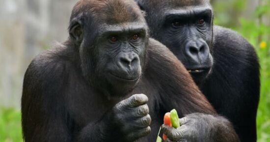 Billet pour la Vall&eacute;e des Singes (86)