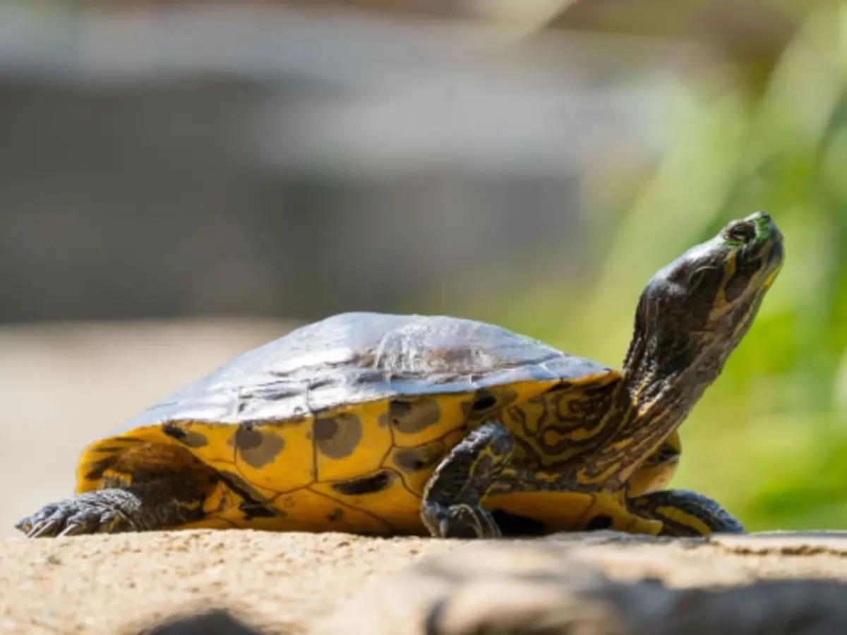 Billet pour La Vallée des Tortues (66)