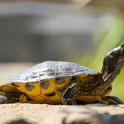 Billet pour La Vallée des Tortues (66)