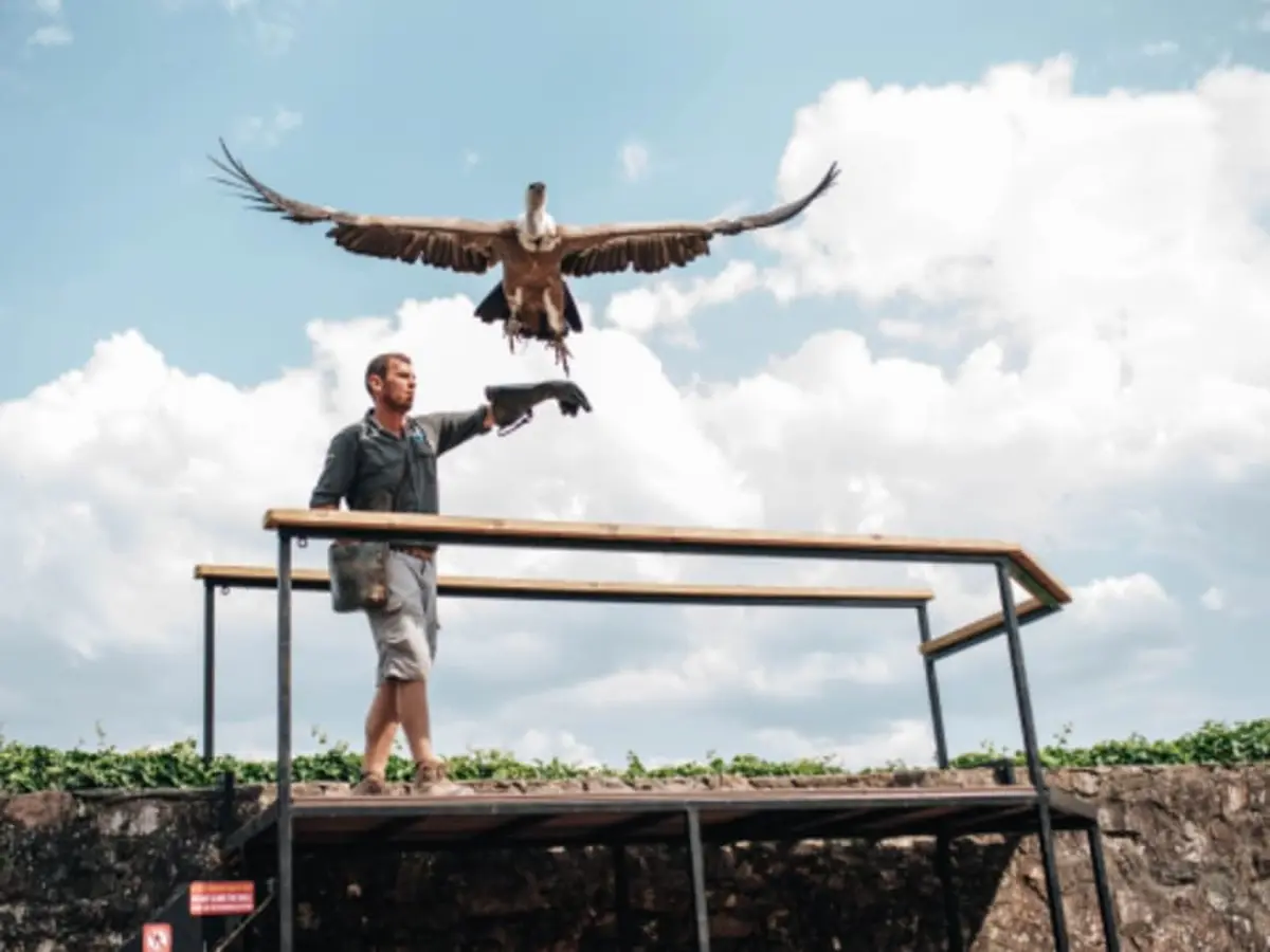 Billet pour la Volerie des Aigles à Kintzheim  (67)