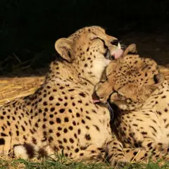 Billet pour le Bioparc de Doué-la-Fontaine (49)