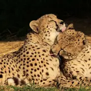 7 idées sorties incontournables en Maine-et-Loire ce week-end du 20 au 22 mars, des concerts à la bougie au zoo troglodytique de Doué-en-Anjou