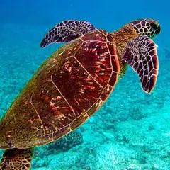 Billet pour le Grand Aquarium de Saint-Malo (35)