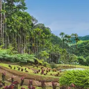 Billet pour le Jardin de Balata en Martinique