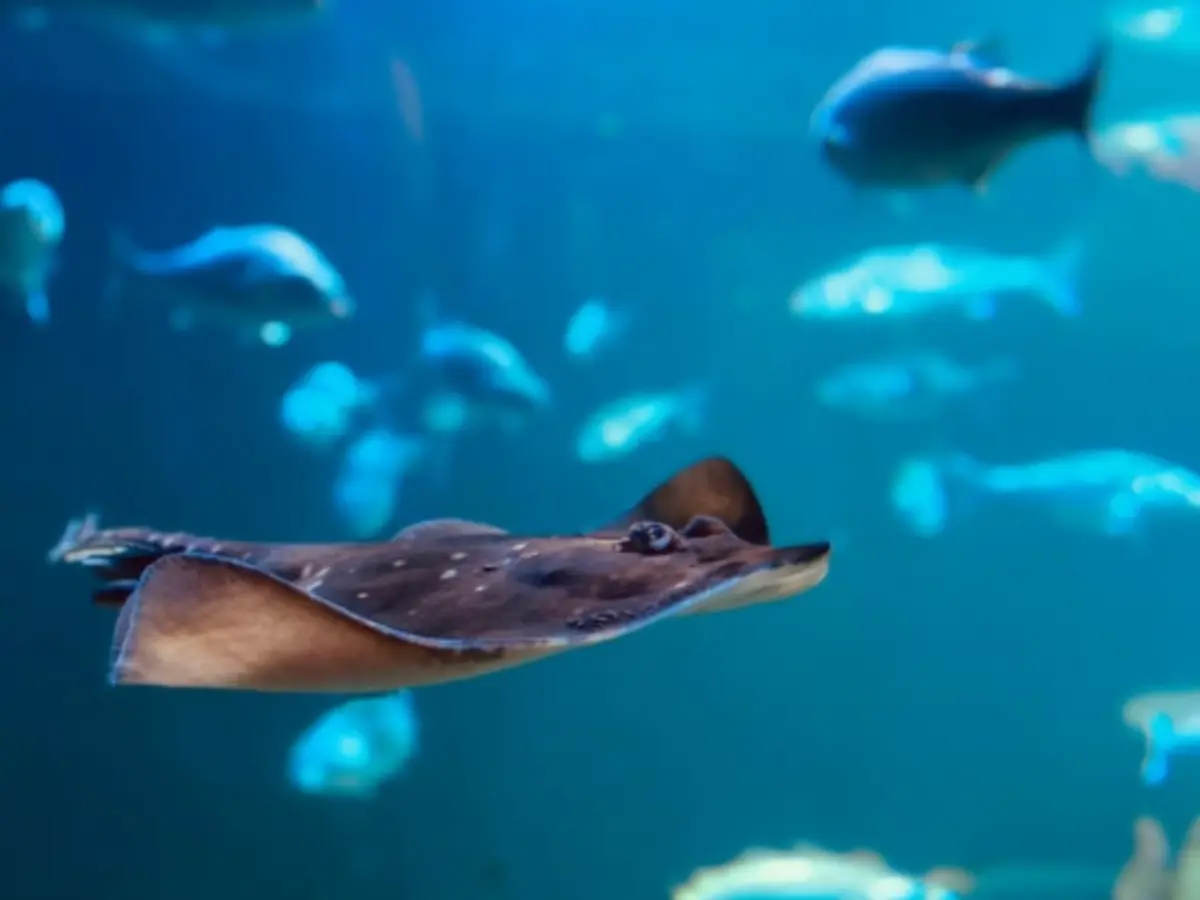 Billet pour le Musée Aquarium Maréis (62)