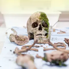 Billet pour le Musée de l'Homme à Paris 16ème