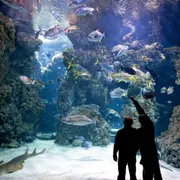 Billet pour le Musée Océanographique de Monaco