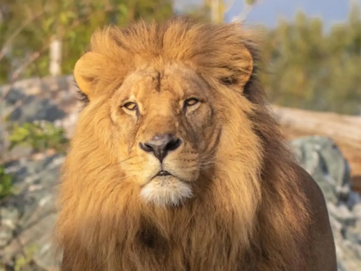 Billet pour le Natur'Zoo de Mervent (85)