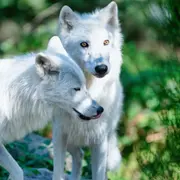 Billet pour le Parc animalier de Courzieu (69)