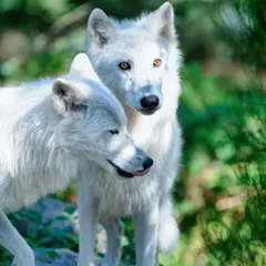 Billet pour le Parc animalier de Courzieu (69)