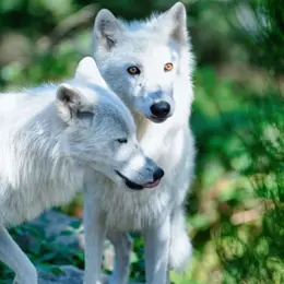 Billet pour le Parc animalier de Courzieu (69)