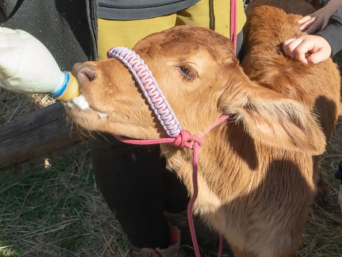 Billet pour le Parc animalier de Ginasservis (83)