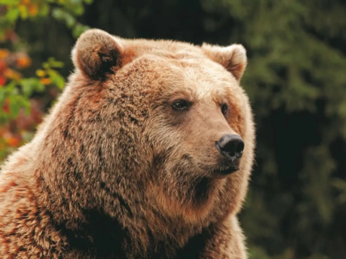 Billet pour le Parc animalier des Pyrénées (65)