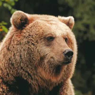 Billet pour le Parc animalier des Pyrénées (65)