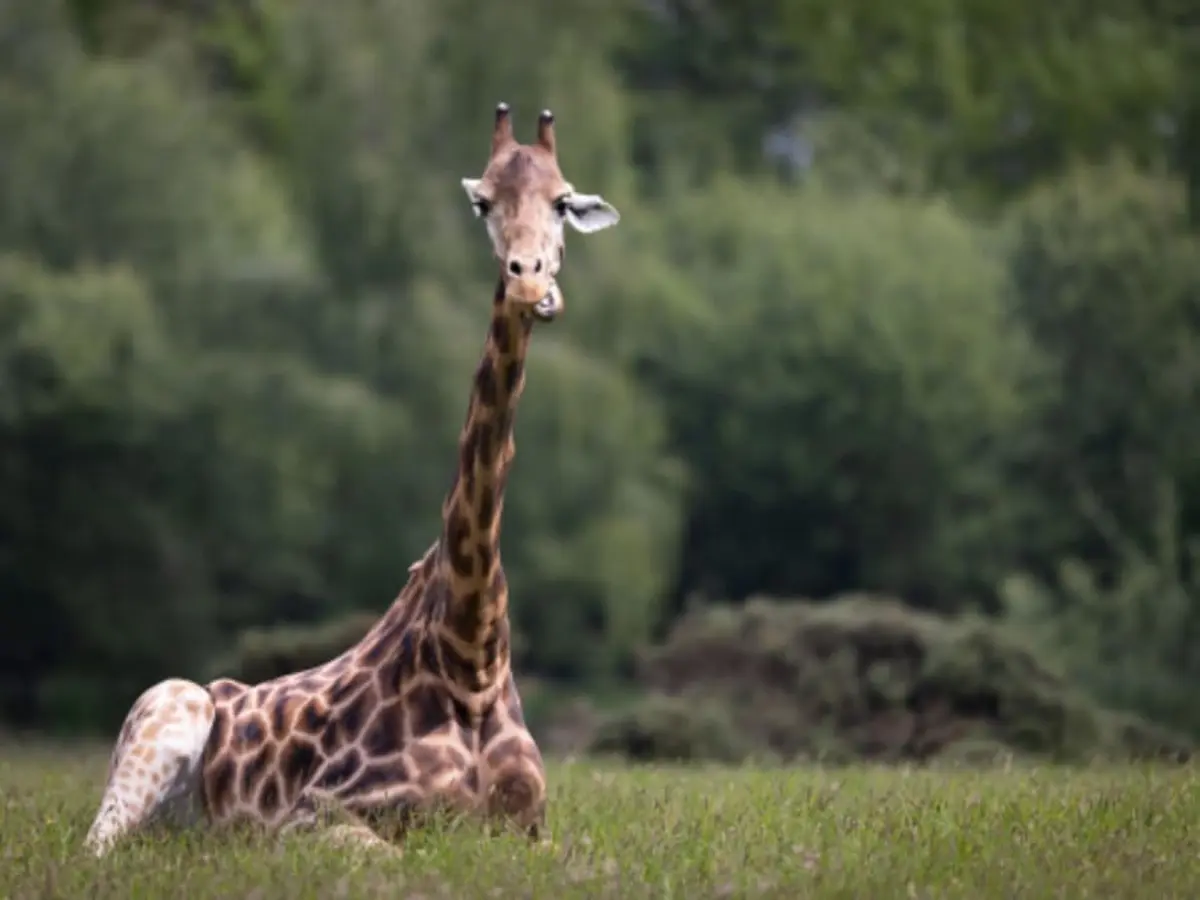 Billet pour le Parc animalier et botanique de Branféré (56)