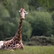 Billet pour le Parc animalier et botanique de Branféré (56)