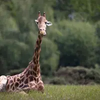 Billet pour le Parc animalier et botanique de Branféré (56) DR