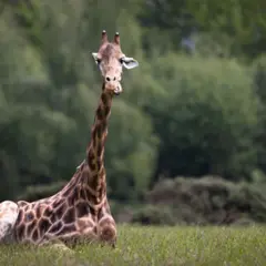 Billet pour le Parc animalier et botanique de Branféré (56)