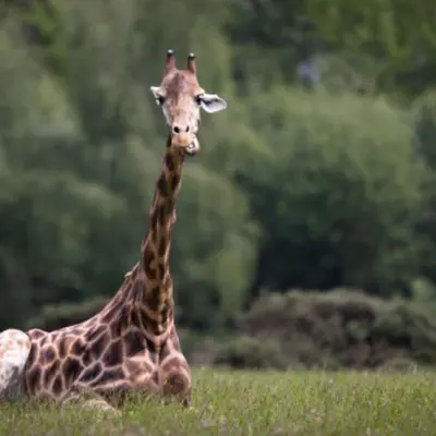 Billet pour le Parc animalier et botanique de Branféré (56)